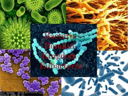 Kingdom Archaebacteria