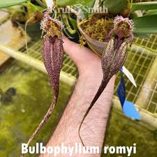 Image result for Bulbophyllum