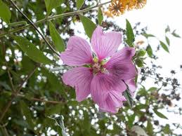 We did not find results for: Esclavamente Planta Liliacea De Flores Grandes Y Hermosas Chibarba Palabras Con Raices Individuo Perteneciente A Los Pueblos Amerindios Del Gran Grupo Linguistico Arahuaco Establecidos En La Espanola Y Tambien En