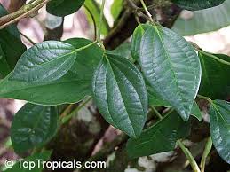 Image result for Piper capense