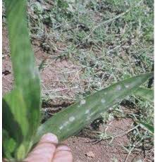 Image result for Siphonochilus brachystemon