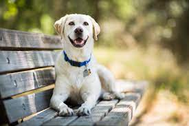 How Much Do I Feed A Labrador Dog Cuteness