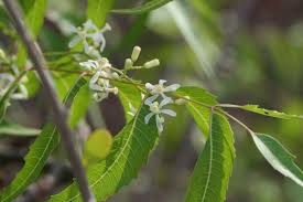 Image result for Azadirachta indica
