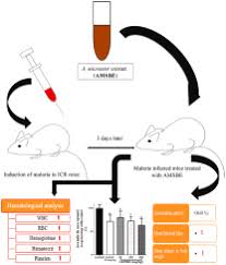 Image result for Antrocaryon