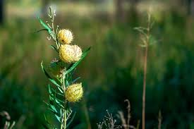 Image result for Gomphocarpus kaessneri