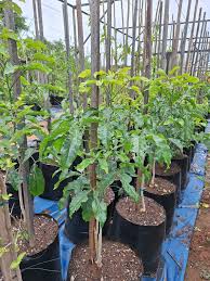 Image result for Cladostemon kirkii