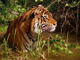 Image result for Plant and animal life of Bangladesh