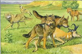 Timber Wolf Coyote Dingo Dog Louis Agassiz Fuertes 1910 Etsy Coyote Animal Wolf Photos Dingo Dog