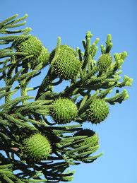 Image result for Araucaria cunninghamii