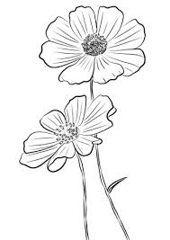 Cosmea Kleurplaat Bloemen Tekenen Bloem Schetsen Dingen Om Te Tekenen