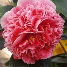 Camellia Volunteer Floweringtoday Camellia Twitter Flowers Camellia Plants