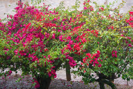 It's usually bare of leaves when it flowers, so the tree appears covered in. 14 Types Of Tropical Flowers