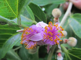 Image result for Malvaceae subfamily Grewioideae