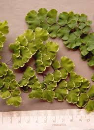 Image result for Pteridaceae