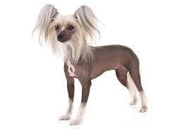 Chihuahua may grow 7 cm / 2 inches shorter than chinese crested dog. Chinese Crested Dog Breed Information