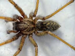 1,5 bis 2,5 cm gewicht: Grosse Winkelspinne Eratigena Atrica Foto Bild Tiere Wildlife Spinnen Bilder Auf Fotocommunity