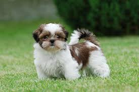 Jornal da Franca - Shih tzu é a segunda raça de cães preferida dos  brasileiros, diz pesquisa - Jornal da Franca