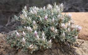 Image result for Macledium