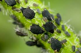 Strain out the peppers, and spray the. Fruit Trees How Do You Get Rid Of Aphids On Fruit Trees