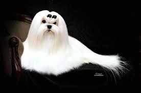 pin von melitica maltese auf melitica maltese dogs malteser lange haare