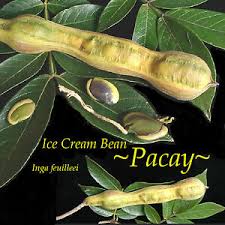 Sign up for our newsletter and get the best of gastro obscura in your inbox. Pacay Eis Bean Inga Feuilleei Obst Baum Affe Tamarinde Boren Potd Pflanze Ebay