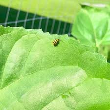 Image result for BLACKFLY ON TOMATO PLANTS