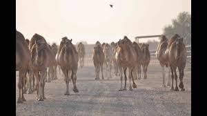 Emirates industry for camel milk and products in sial china 2016,mainly engaged in dairy products, eggs,liquid milk,milk powder,other dairy products,health food and diet products, baby food,baby food,. Emirates Industry For Camel Milk And Products Youtube
