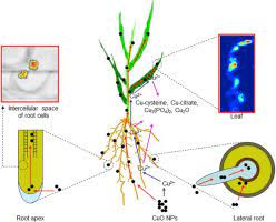 Biotransformation triterpene cell culture technique. Translocation And Biotransformation Of Cuo Nanoparticles In Rice Oryza Sativa L Plants Sciencedirect