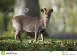 chinese muntjac muntiacus reevesi stock photography free stock images stock photography