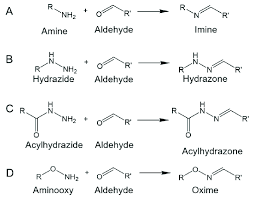 This behavior is common for imines derived from formaldehyde, such as ch3n=ch2, which trimerizes to the hexahydrotriazine. Formation Of Imine Hydrazone Acylhydrazone Or Oxime Through Download Scientific Diagram