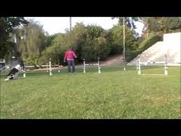 Training your dog should be fun! Alphabet Drills X Agility Dog Training Agility Training For Dogs Dog Training Dog Training Tips