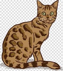 For sale are kittens and cats looking for good homes mink snow bengal very friendly 7 months microchipped and vaccine up to date ?750 siamese very friendly and good with kids 6 months ?550 black kitten 11 weeks ?220. Bengal Cat Siamese Cat Burmese Cat Persian Cat Kitten Bengal Leopard Cat Transparent Background Png Clipart Hiclipart