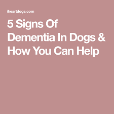 6 signs of dementia in dogs how you can help signs of dementia iheartdogs com canine health