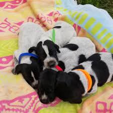 German shorthaired pointer breeders ohio. Ohio Stillwater German Shorthaired Pointers Home Facebook