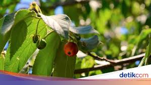 Berikut manfaat kersen dan silsilah pohon kersen. Daun Kersen Untuk Obat Diabetes Manjurkah Ini Kata Ahli
