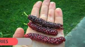 Heavy fruit producer that can be harvested for making wine, jam or left on the plant to provide seasonal forage for wildlife. 15 Unusual Fruits To Try From Around The World Youtube