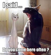 Funny Porcelain Cat Joke Meme Picture Cat Jokes Funny Cat Pictures Funny Cats