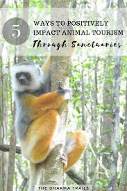 How To Find A Good Animal Sanctuary Near Me The Dharma Trails Animal Sanctuary Traveling By Yourself Eco Friendly Inspiration