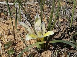 Image result for Babiana bainesii