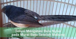 Subcribe saja.otomatis video terbaru akan muncul di pemberitahuan di hp anda.tanpa di pungut biaya.jangan lupa klik like. Cara Mengobati Bulu Ekor Murai Pecah Pecah Info Lif Co Id