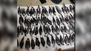 Ordinarily, after sundown, chimney swifts would have been sleeping in a sheltered roost. Over 300 Migrating Birds Smash Into Nascar Building