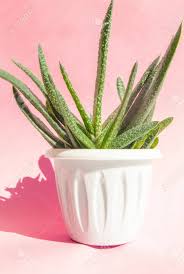 Check spelling or type a new query. Aloe Vera Plant In A White Flower Pot On A Light Pink Background Stock Photo Picture And Royalty Free Image Image 147915748