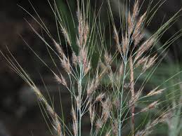 Image result for Danthoniopsis pruinosa