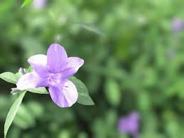 Image result for Barleria elegans