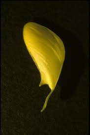 Image result for Sesbania pachycarpa