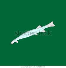 Image result for Vandellia