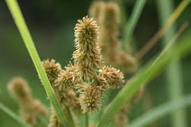 Image result for Cyperus fischerianus