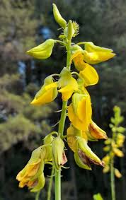 Image result for Crotalaria schliebenii