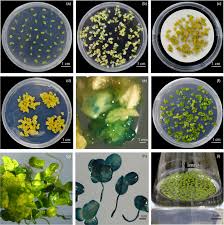 Image result for Lemna aequinoctialis