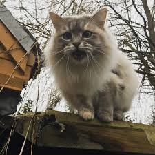 angry cat catsofinstagram catlife nevamasquerade siberiancat anais cats cat life angry cats funny